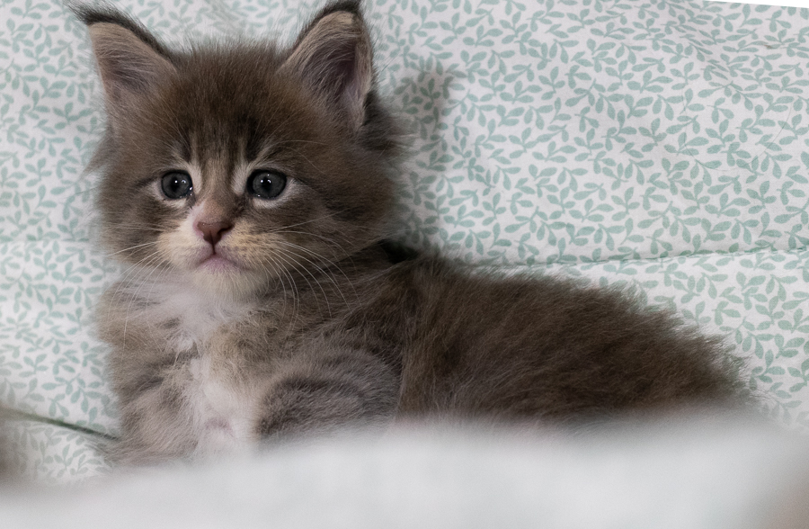 Filhote maine coon